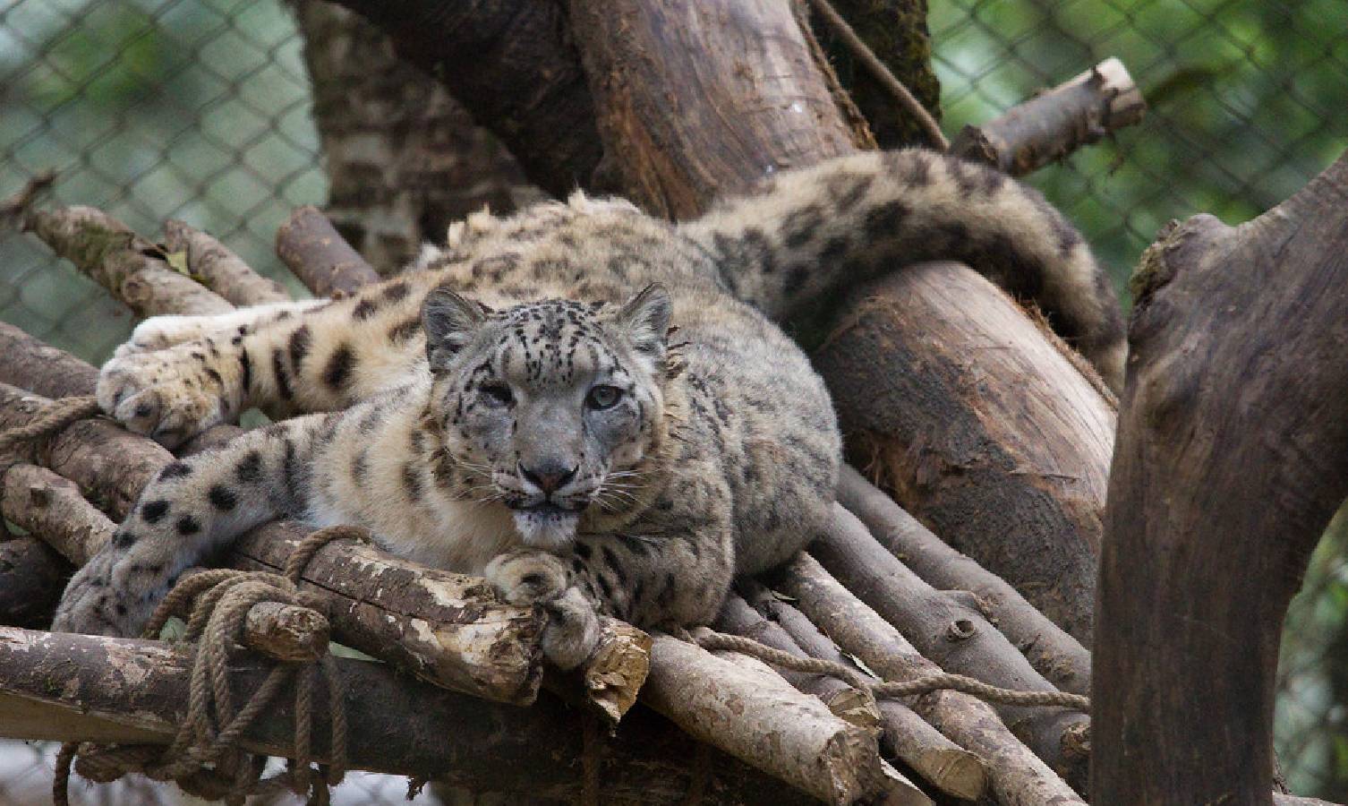 kanchenjunga View Hotel